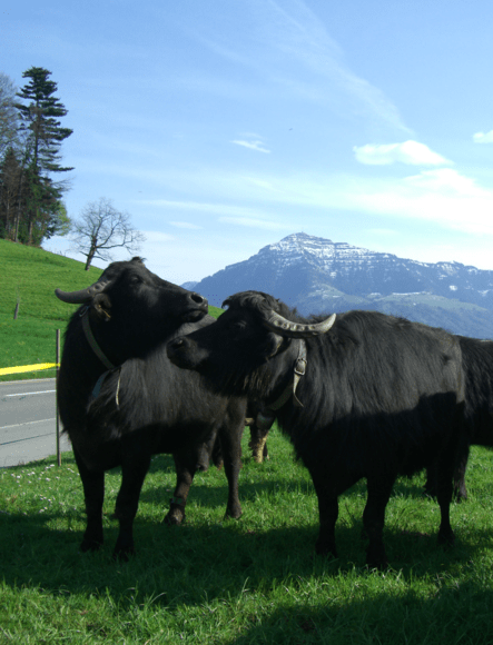 Büffel - Chäs Hütte in Meierskappel